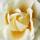 Classic Butter Cream Rose Bridal Flower Hair Clip 408