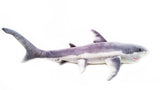 Viahart 37 Inch Great White Shark Stuffed Animal Plush - Sammy The Shark