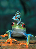 EuroGraphics Red Eyed Tree Frog 1000 Piece Puzzle