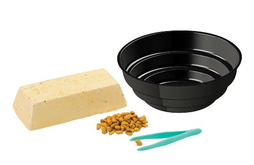 Thames and Kosmos Gold Rush Geology