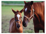 Melissa and Doug 0060 pc Mare & Foal Cardboard Jigsaw