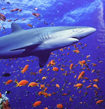 Melissa and Doug 0100 pc Shark Cardboard Jigsaw