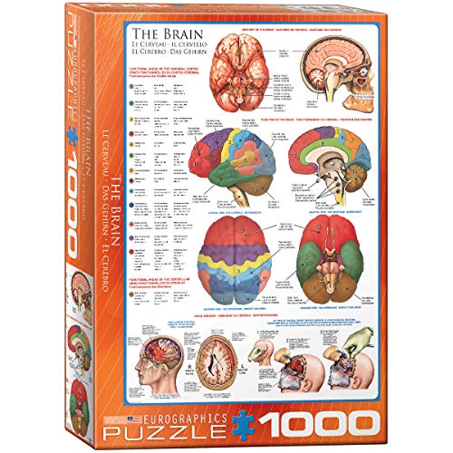 EuroGraphics Human Body (The Brain) 1000 Piece Puzzle