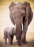 Eurographics Elephant and Baby 1000-Piece Puzzle