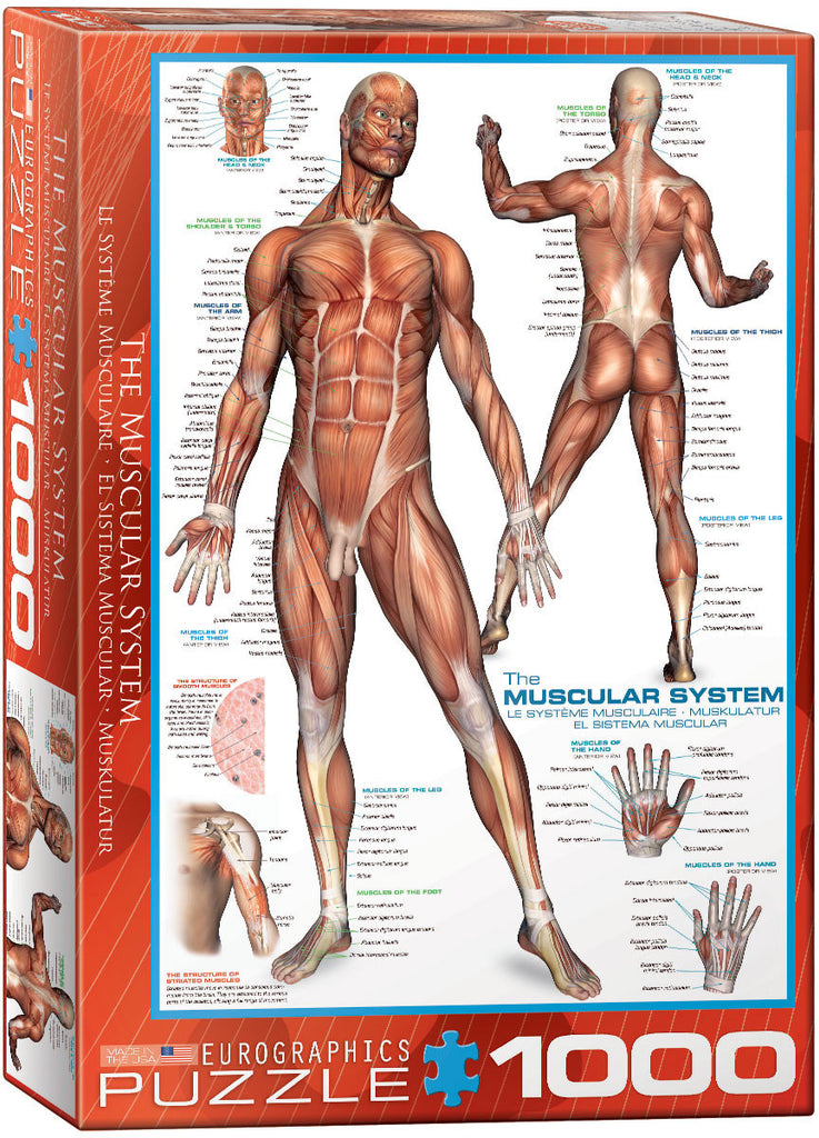 EuroGraphics Puzzles The Muscular System
