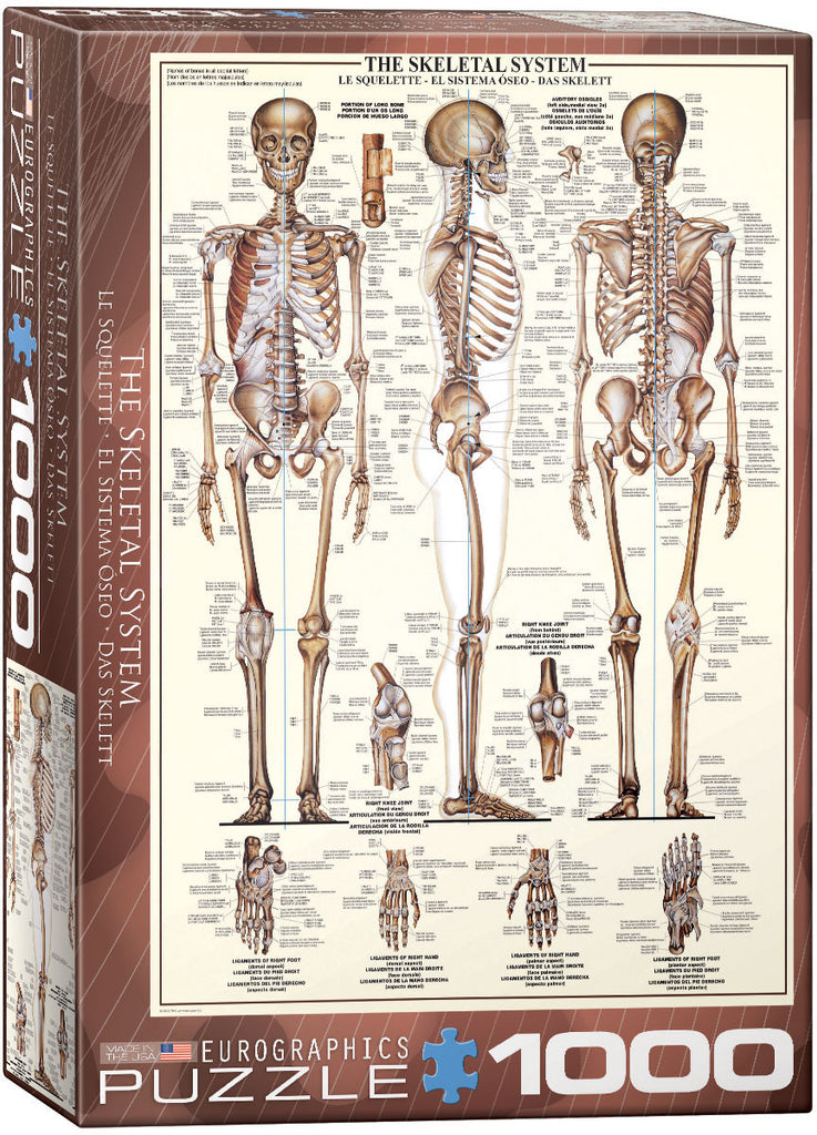 EuroGraphics Puzzles The Skeletal System
