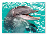 Melissa & Doug 0060 pc Smiling Dolphin Cardboard Jigsaw 8935