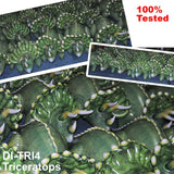 Jet Creations Triceratops 43"L