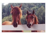 Melissa & Doug Horse Corral Cardboard Jigsaw Puzzle, 100-Piece