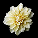 Striking Maroon Flower Hair Clip or Clip Brooch 402 (White, Red, Ivory, Maroon)