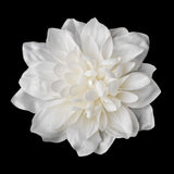 Striking Maroon Flower Hair Clip or Clip Brooch 402 (White, Red, Ivory, Maroon)