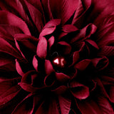 Striking Maroon Flower Hair Clip or Clip Brooch 402 (White, Red, Ivory, Maroon)