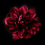 Striking Maroon Flower Hair Clip or Clip Brooch 402 (White, Red, Ivory, Maroon)