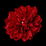 Striking Maroon Flower Hair Clip or Clip Brooch 402 (White, Red, Ivory, Maroon)