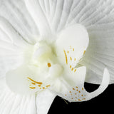 Natural Looking Twin Orchid Bridal Flower Hair Clip 405-Discontinued
