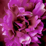 Elegant Peony Fuchsia Flower Hair Clip - Clip 409-Discontinued