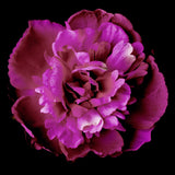 Elegant Peony Fuchsia Flower Hair Clip - Clip 409-Discontinued