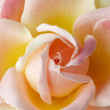 Pink Sherbet Garden Rose Flower Hair Clip 415--Discontinued