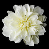 Elegant Bridal Dahlia X-Large Dahlia Alligator Flower Hair Clip 418