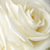 Garden Rose Cluster Flower Hair Clip 419 Cream, Ivory or White