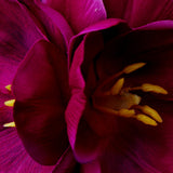 Fuchsia Tulip Cluster Hair Clip 479