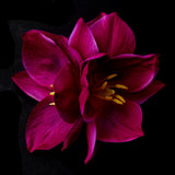 Fuchsia Tulip Cluster Hair Clip 479