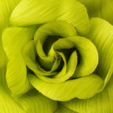 Flower Hair Clip with Brooch Pin 480