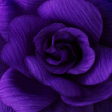 Flower Hair Clip with Brooch Pin 480