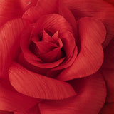 Flower Hair Clip with Brooch Pin 480