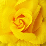 Flower Hair Clip with Brooch Pin 480