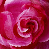 Flower Hair Clip 483-- Black,Blue,Green,Pink,Purple,White,Yellow,Red