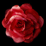 Flower Hair Clip 483-- Black,Blue,Green,Pink,Purple,White,Yellow,Red