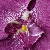 Orchid Hair Flower Clip 9945