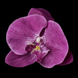 Orchid Hair Flower Clip 9945
