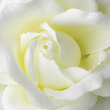 Classic Medium Diamond White Rose on Alligator Hair Clip 403