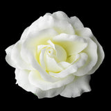 Classic Medium Diamond White Rose on Alligator Hair Clip 403