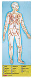 Melissa and Doug Kids Toy, Human Body 100-Piece Floor Puzzle